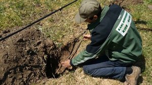 Как правильно посадить ИНЖИР