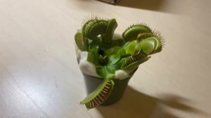 Венерина Мухоловка. Обзор растение-питомец, растение-хищник. Кусает за пальцы.