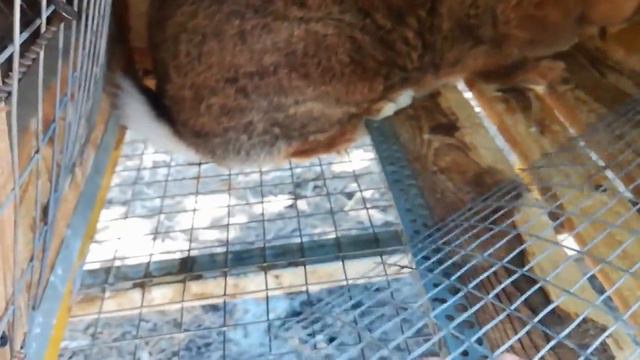 Какую сетку выбрать для клеток. смотреть онлайн