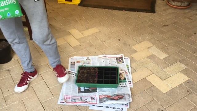 Grevillea Robusta 27 May 17 смотреть онлайн