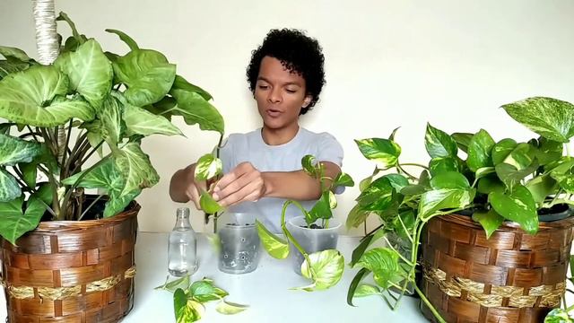 Jiboia (Epipremnum Aureum): Como Fazer Mudas e cultivar na terra e na água! смотреть онлайн