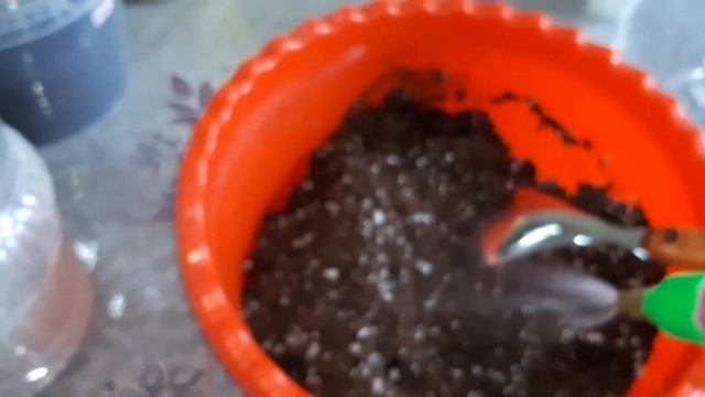 Адениум- Посылка .Ұрықтары келді және оны өндіру смотреть онлайн