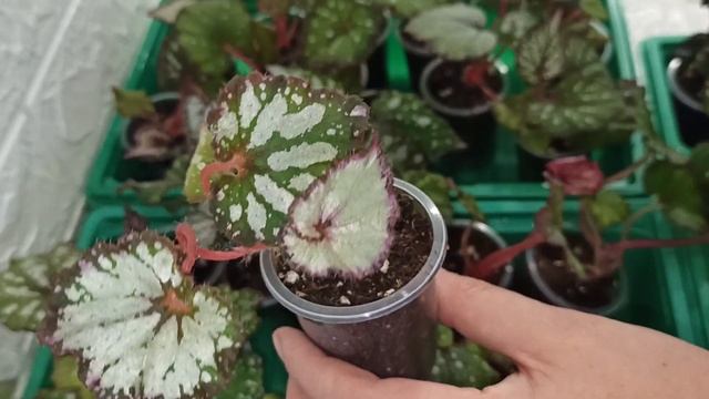 Вы их НЕ УЗНАЕТЕ через полгода ? Сеянцы Декоративных бегоний смотреть онлайн