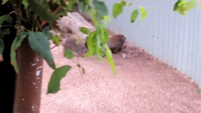 Cairns Ocean Waterfalls Trip Australia / г.Кернс Океан Водопады Путешествие по Австралии смотреть онлайн