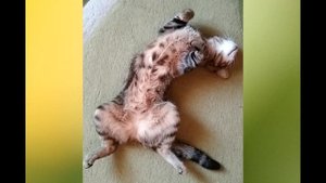 Кошка хочет кота, поведение и звуки #мяуканье #мурлыканье #cat voice