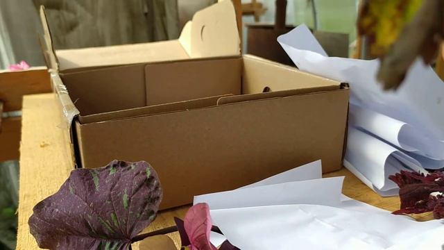 Посылка от Германа Новомодного с неукорененными черенками колеусов и ипомеи батата. смотреть онлайн