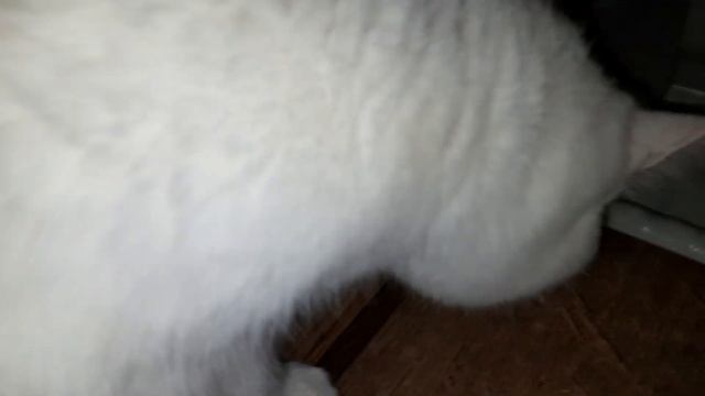 Как завести двигатель в мороз? #F4R #Renault #Duster #Nissan #Terrano #запуск #мороз #двигатель смотреть онлайн