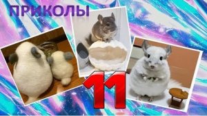 Лучшие приколы про ШИНШИЛЛ! Смешные ШИНШИЛЛЫ! Funny chinchillas❤#11