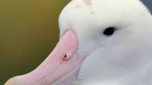 How Albatross Giving Birth In The Wild