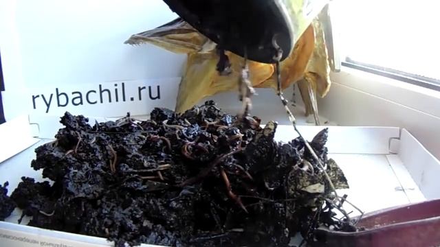 Хранение червей зимой. смотреть онлайн