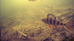 ЛОВЛЯ ОКУНЯ НА СЛОМЕ ПОГОДЫ. Реакция на ЖИВЦА. Подводные съёмки окуня зимой.