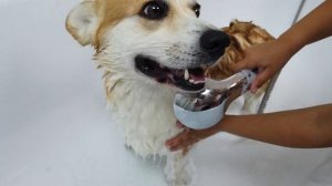 Королевский корги, как сделать из обычной собаки королевскую