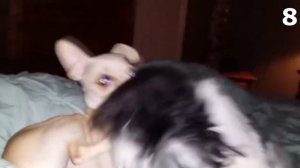 15 Страшных Видео, Когда Домашние Животные Увидели Настоящего Призрака