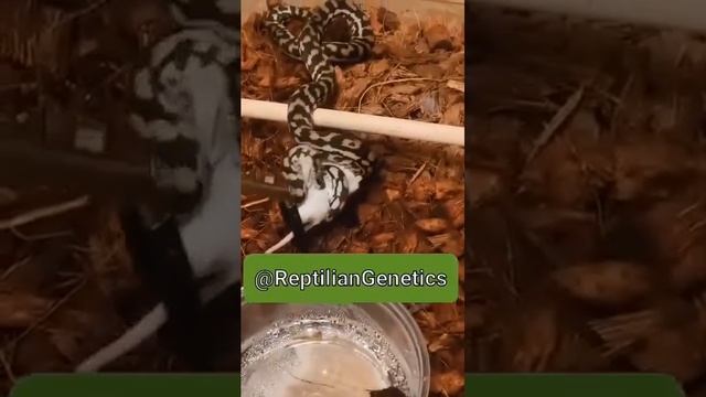 Baby Coastal Carpet Python Eating