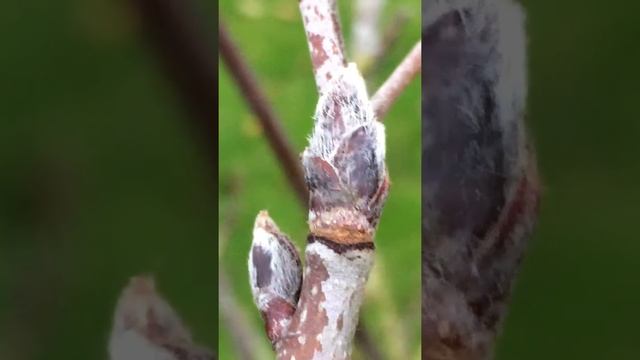 Rowan (Sorbus aucuparia) - buds close up - December 2017