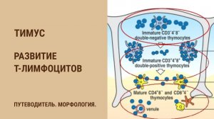 Тимус. Развитие Т-лимфоцитов