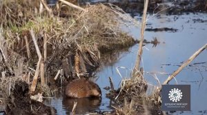 Ондатра - Живые образы природы
