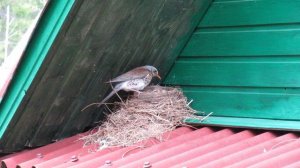 Дрозды рябинники кормят птенцов в гнезде под крышей дома