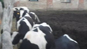 Отличие товарных от племенных нетелей? Готовые к продаже товарные нетели. +79656176005 WhatsApp!