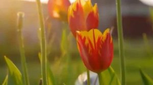 Сборник песен о любви ! 2024 !