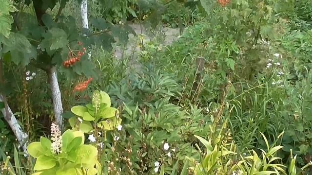 Черкассы.Дачи в черте города. Секрет от Люси - когда лучше полоть огород. смотреть онлайн