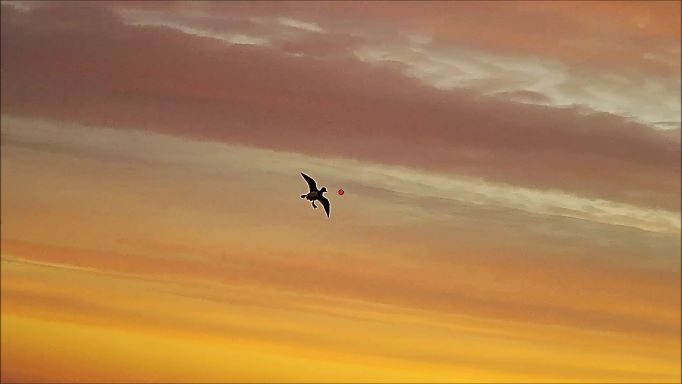 Удачные выстрелы осеннего сезона охоты 2021 снятые на подствольную камеру Shotkam! смотреть онлайн