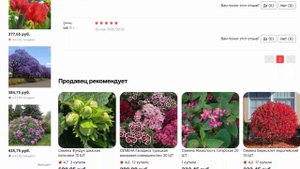 Семена Чекалкин орех 5 ШТ
