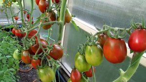 Томаты этого года, выращенные в теплице. Мой опыт | Про Сад с Любовью