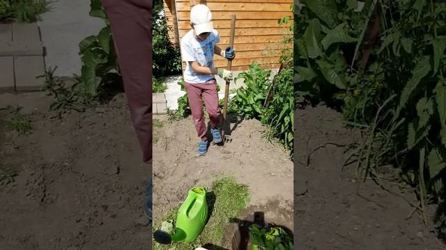 Сажаю вишню . дачные посадки часть1 смотреть онлайн