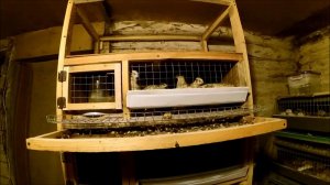 Когда начинают нестись перепела // Первое яйцо //  Перепелки в домашних условиях