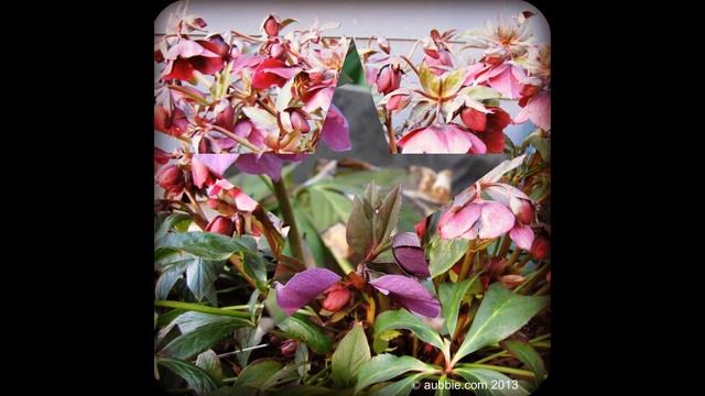 МОРОЗНИК, или ГЕЛЛЕБОРУС (HELLEBORUS) сем. Лютиковые смотреть онлайн