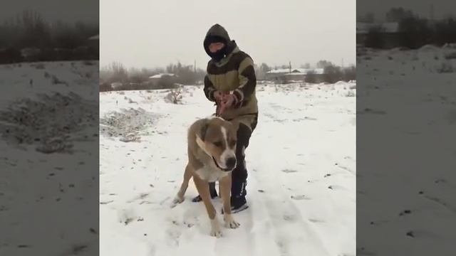 Алабай. Кангал. Кавказец. Волкодавы смотреть онлайн