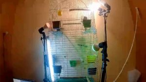 Таймлапс для попугая. какую лампу выберет попугай.