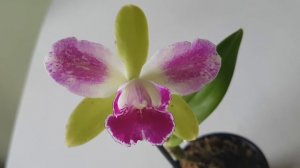 Rlc Village Chief North ' Green Genius'