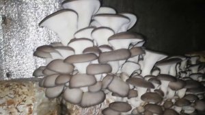 ВЕШЕНКА штамм к17 внешний вид разной зрелости fmf#1112