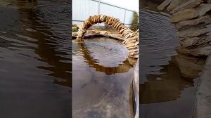 Пруд с водопадом во дворе
