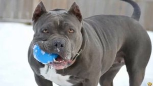 Питбуль vs Волк. кто победит?