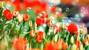 Цветы Фон Анимация