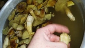 солим-квасим зеленухи