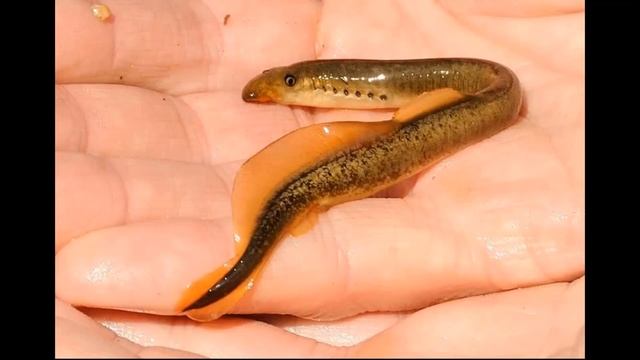 Разрезал желудок налима и удивился, узнав чем он питался смотреть онлайн