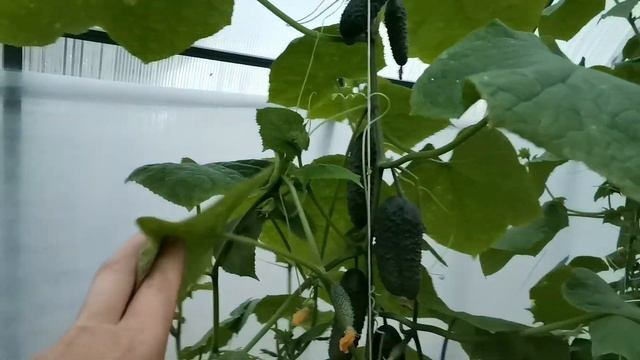 Поздние огурцы. 2 октября 2021, а мы ещё с урожаем. Мои поздние посадки в теплице с подогревом почв смотреть онлайн