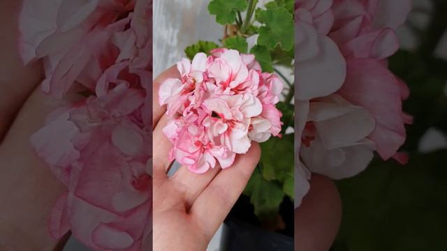 pelargonium zonale Charmay Cockey - пеларгония зональная Charmay Cockey