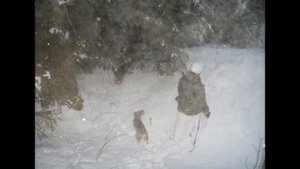 А я ружье свое возьму