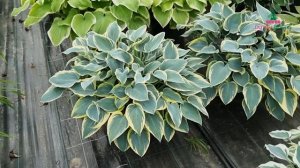 Hosta - First Frost