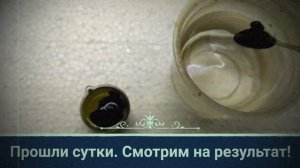 Как сделать присоски снова мягкими?