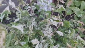 Ива Хакуро Нишики, короткий обзор из сада.