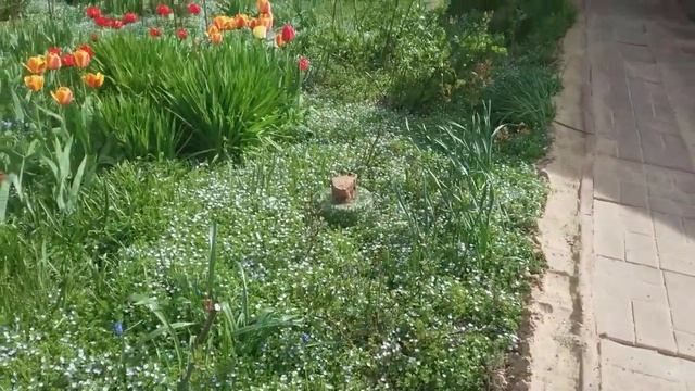 Обзор моего цветущего сада: магония падуболистная, незабудки, барвинок, жарки, махровые тюльпаны. смотреть онлайн