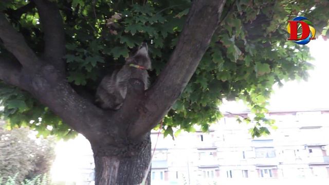 Веселый Дилан и ЕНОТ || Весёлые видео для детей с енотом || Child and raccoon смотреть онлайн