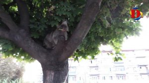 Веселый Дилан и ЕНОТ || Весёлые видео для детей с енотом || Child and raccoon