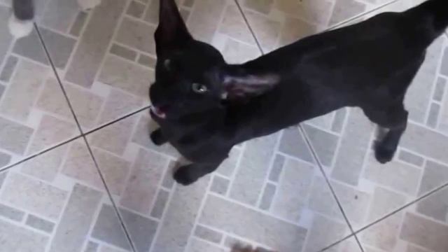 Ориентальная кошка - порода кошек, официально признанная в 1977 году в Америке. смотреть онлайн